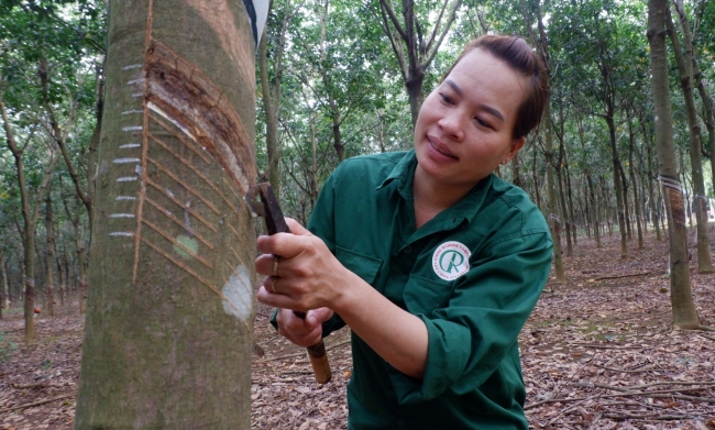 125 năm cao su 'cho vàng' ở Việt Nam - Kỳ 9: 15 phút cạo 100 cây cao su 'chính xác từng 0,1 milimet'